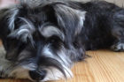 Henry Pet of the Week