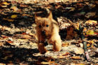 Rex Pet of the Week