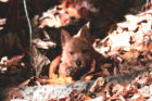 Rex Pet of the Week