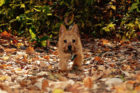 Rex Pet of the Week