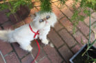 Etta Pet of the Week