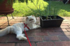 Etta Pet of the Week