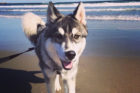 Kato Pet of the Week