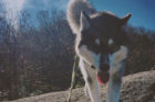 Kato Pet of the Week
