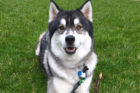 Kato Pet of the Week