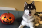 Kato Pet of the Week