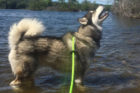 Kato Pet of the Week