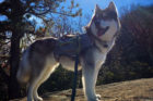 Kato Pet of the Week