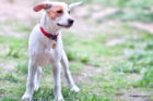 Oliver Pet of the Week