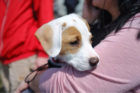 Oliver Pet of the Week