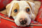 Oliver Pet of the Week