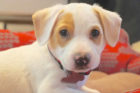 Oliver Pet of the Week