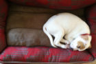 Oliver Pet of the Week