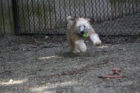 Lilly Pet of the Week