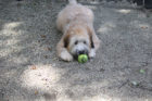 Lilly Pet of the Week