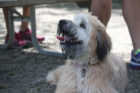 Lilly Pet of the Week