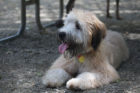 Lilly Pet of the Week