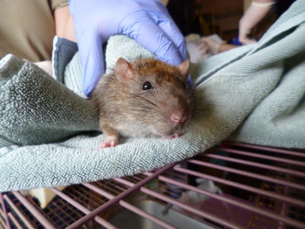 Nearly 70 Rats and Mice Rescued from Arlington Hoarding Case Now ...