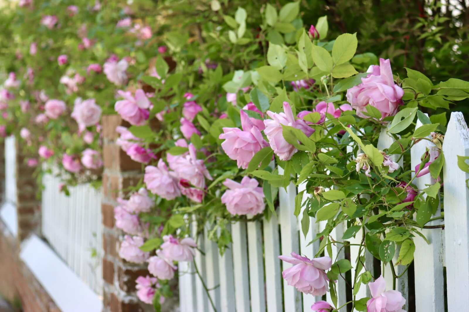 Photo Courtesy of The Garden Club of Virginia