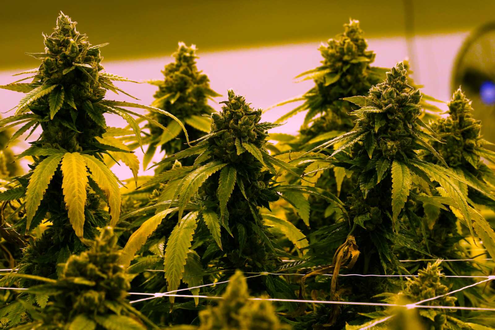 arlnow.com - ARLnow.com - Virginia to allow recreational marijuana to be sold in retail stores beginning in 2027