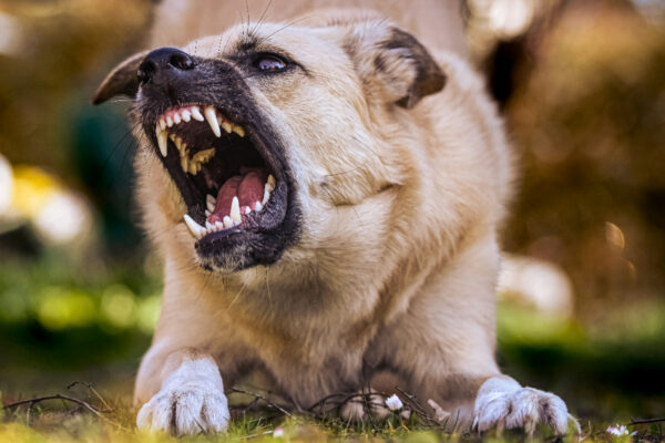 Close-up of a tan dog snarling with a wide-open mouth, teeth bared, lying on the grass.