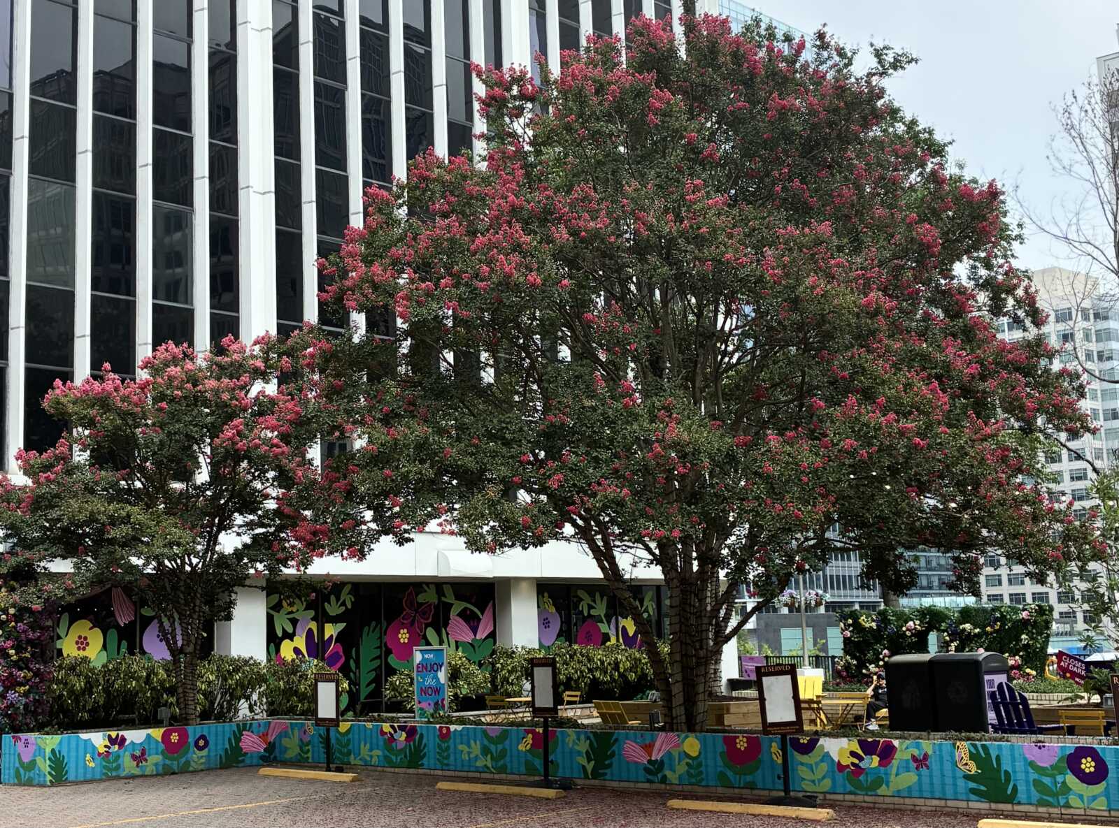 Trees outside of an office building in Rosslyn (courtesy George Brazier) | ARLnow Pink flowering tree in front of a tall glass office building; colorful mural barrier at ground level.