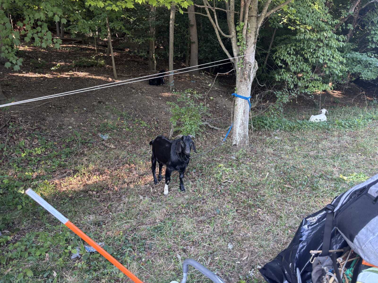 Black dog standing in a clearing tied to a tree with blue rope, in a wooded area; camping gear visible nearby.