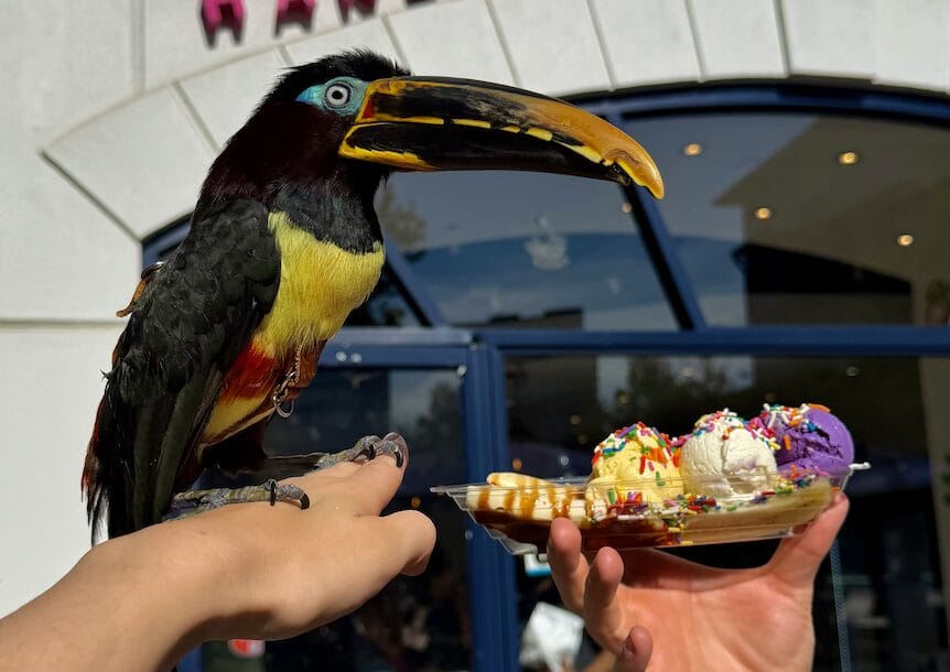 Toucan perched on a hand, eyeing a plate of colorful ice cream scoops with sprinkles.