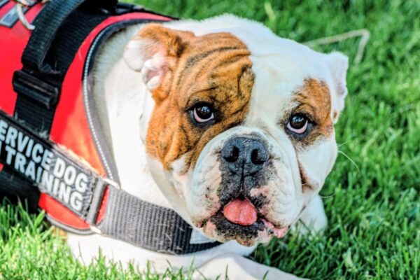 Bulldog in a red service dog training vest with 'SERVICE DOG TRAINING' text, lying on grass and looking at the camera.
