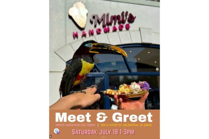 Toucan perched on a hand holding a plate of ice cream at Mimi's Handmade Ice Cream meet-and-greet event.