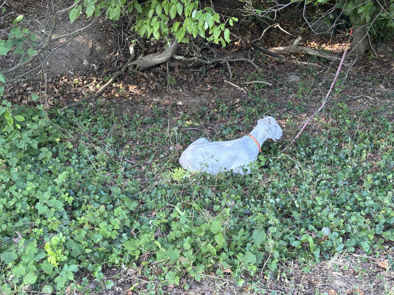 Light gray dog lying in dense greenery with a pink leash attached to a brown collar nearby.