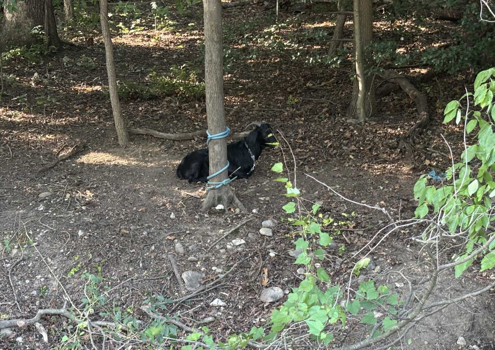 Black dog tied to a tree with blue rope in a wooded, leaf-strewn area; dog resting on the ground beside the trunk.