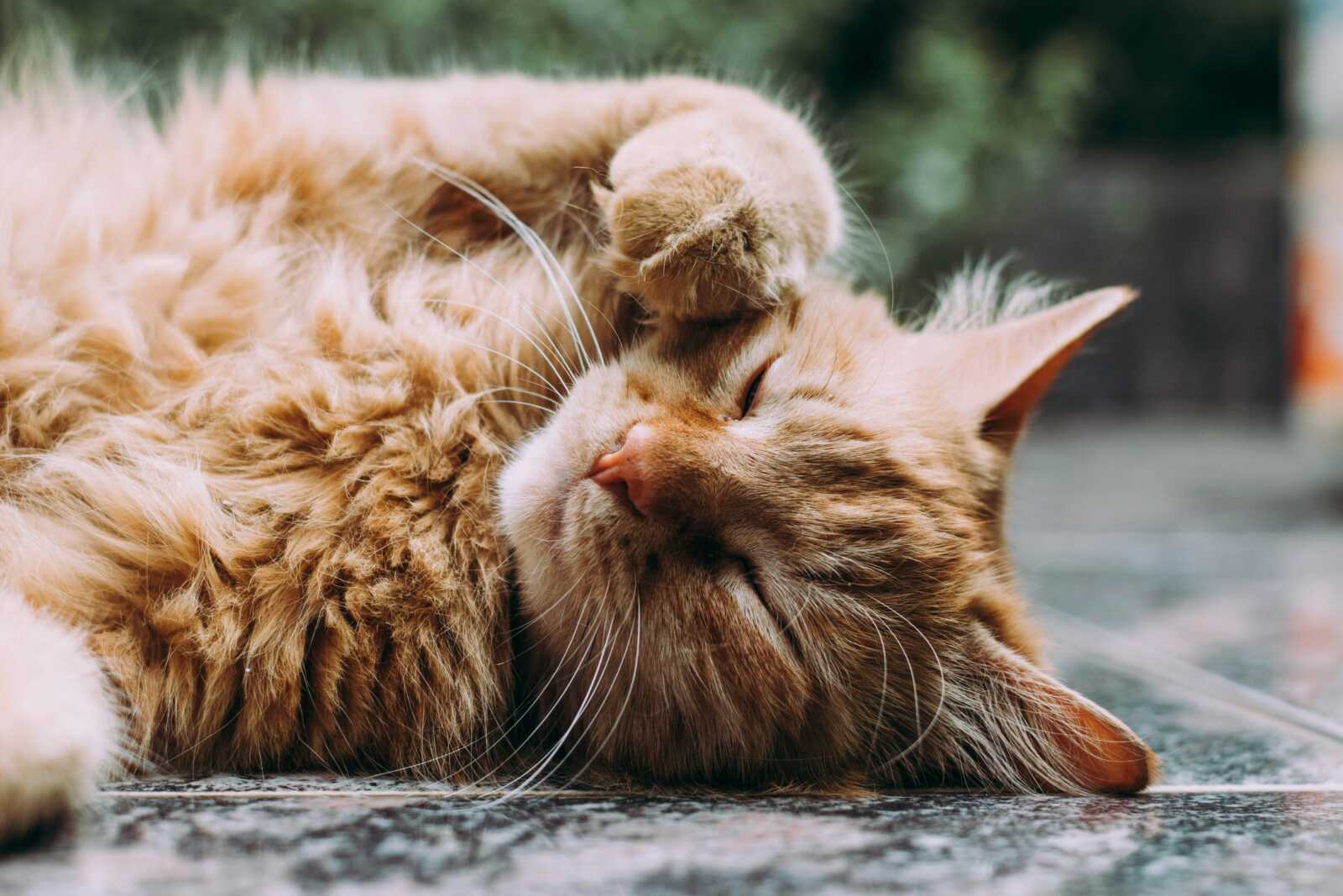 Falls Church named most ‘cat-loving’ city in Virginia | ARLnow.com