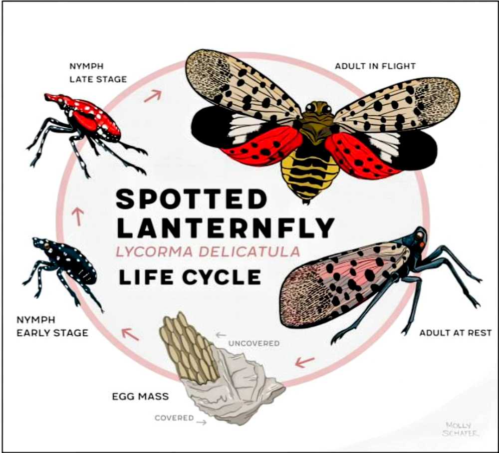 Infographic showing the life cycle of the spotted lanternfly: egg mass, nymphs (early and late stages), and adults in flight or at rest around a circular cycle labeled with stage names.