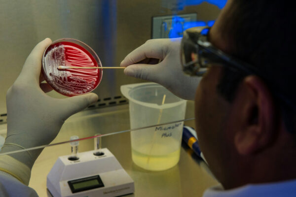 Scientist wearing gloves and goggles swabbing a red agar plate in a lab setting.