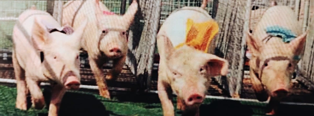 Three pink pigs in a wooden pen, feeding from a trough outdoors on a farm.