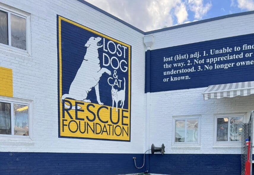 Exterior mural of the Lost Dog & Cat Rescue Foundation sign on a white and blue building with a dog and cat illustration.