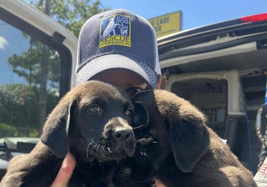 Person wearing a Lost Dog Rescue Foundation cap holds two black puppies in front of an open van.