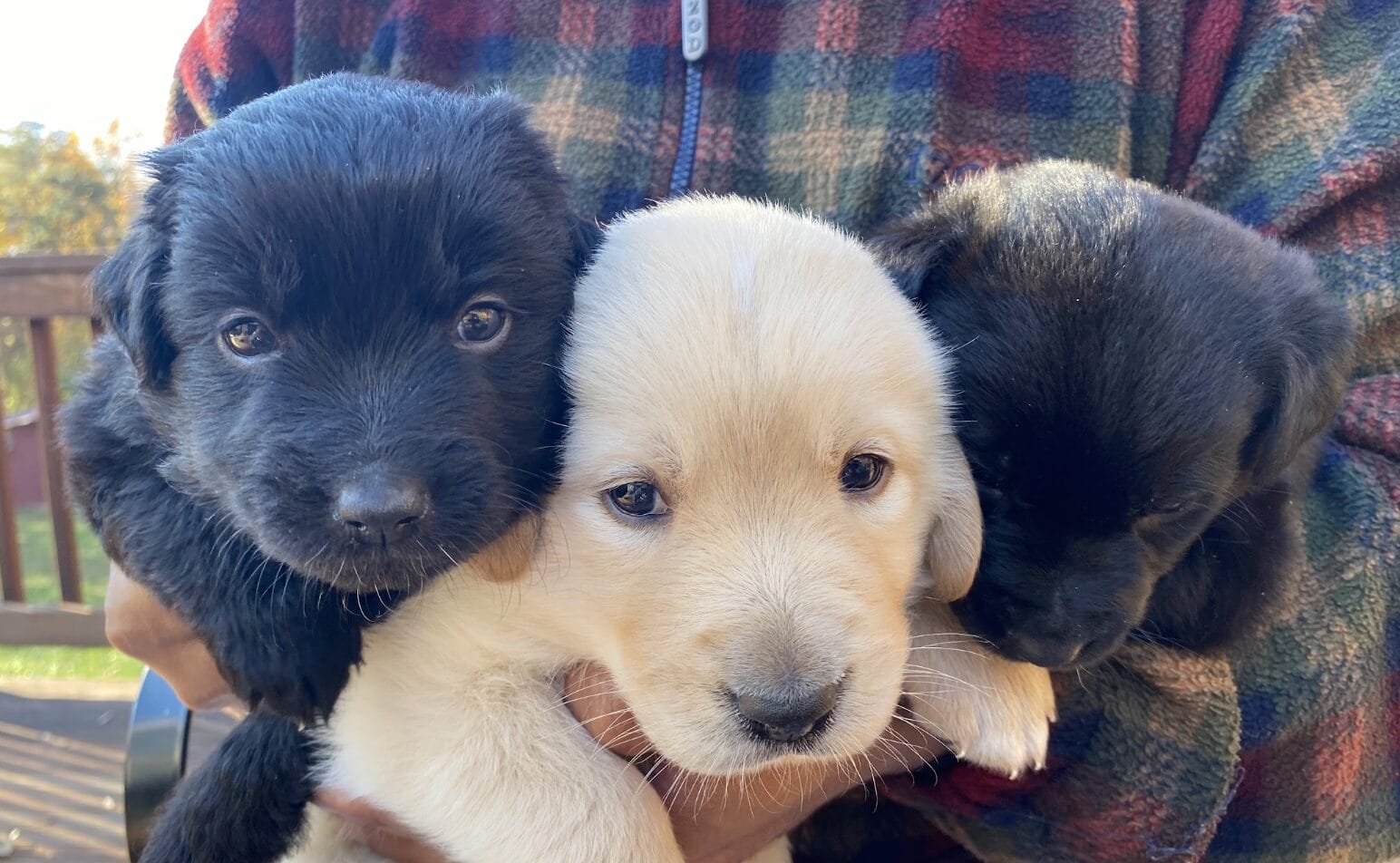 Three fluffy puppies—black, cream, and black—being held outdoors by a person wearing a plaid fleece jacket.