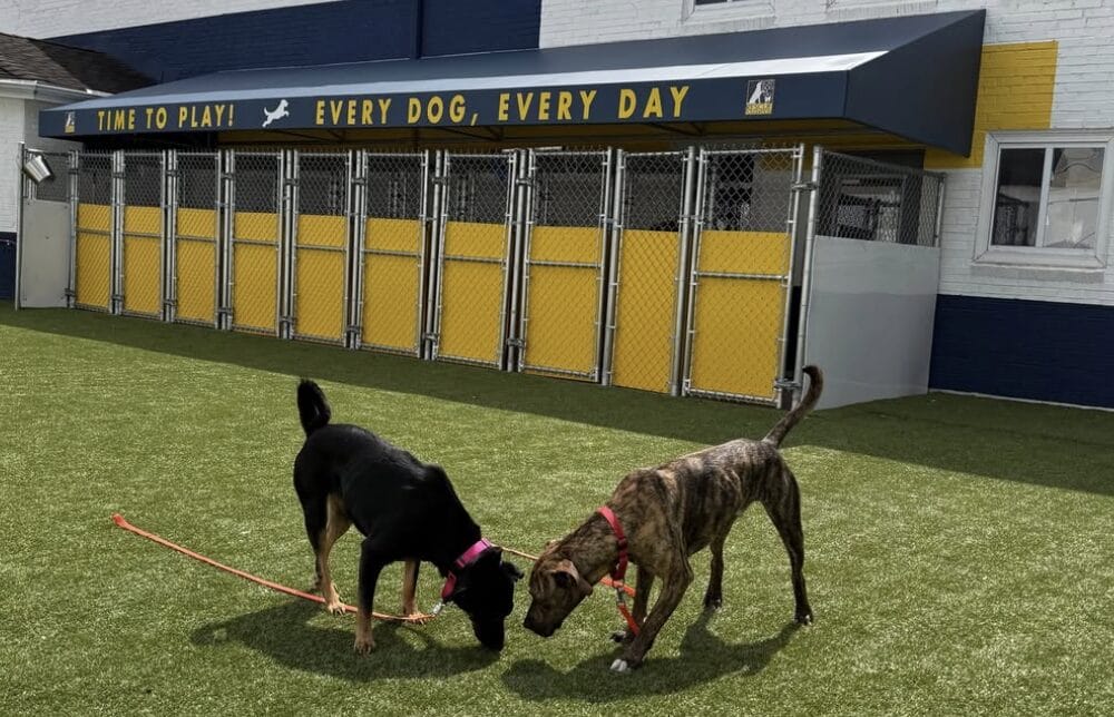 Two dogs sniff each other on a grassy yard at a dog daycare, with yellow kennel doors in the background and a sign that says 'Time to Play! Every dog, every day'.