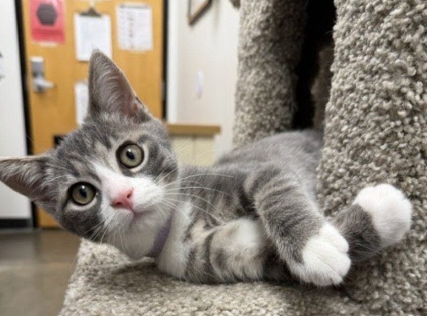 Gentle gray and white kitten with big eyes lying on a carpeted cat tree, looking toward the camera.
