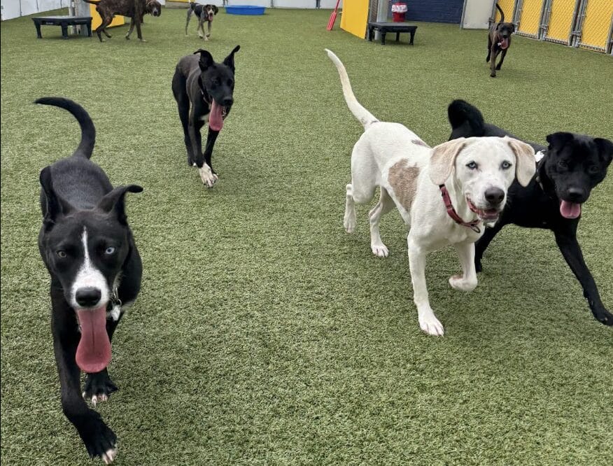 Several dogs run toward the camera on a grassy dog-play area, tongues out and tails raised, with a few dogs in the background near fencing and play equipment.