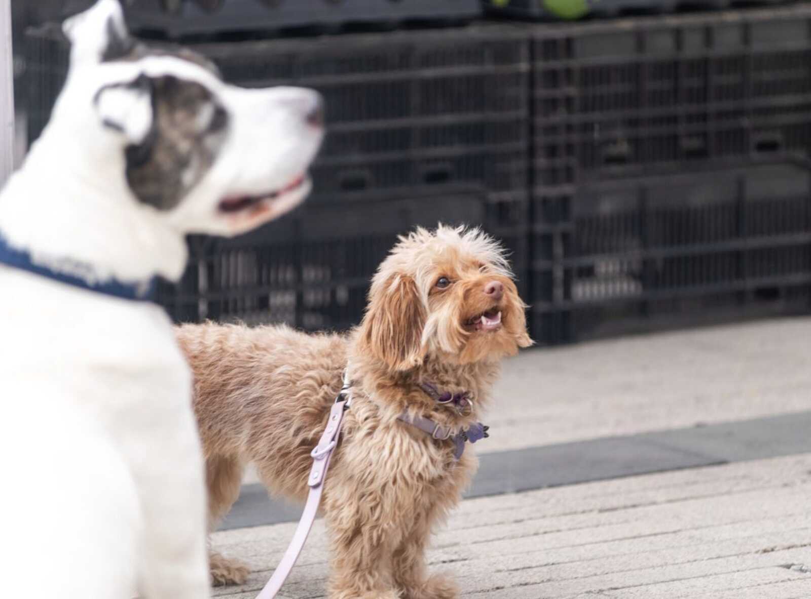Small brown fluffy dog on a pink leash looking up at a larger white dog on a paved sidewalk outdoors.