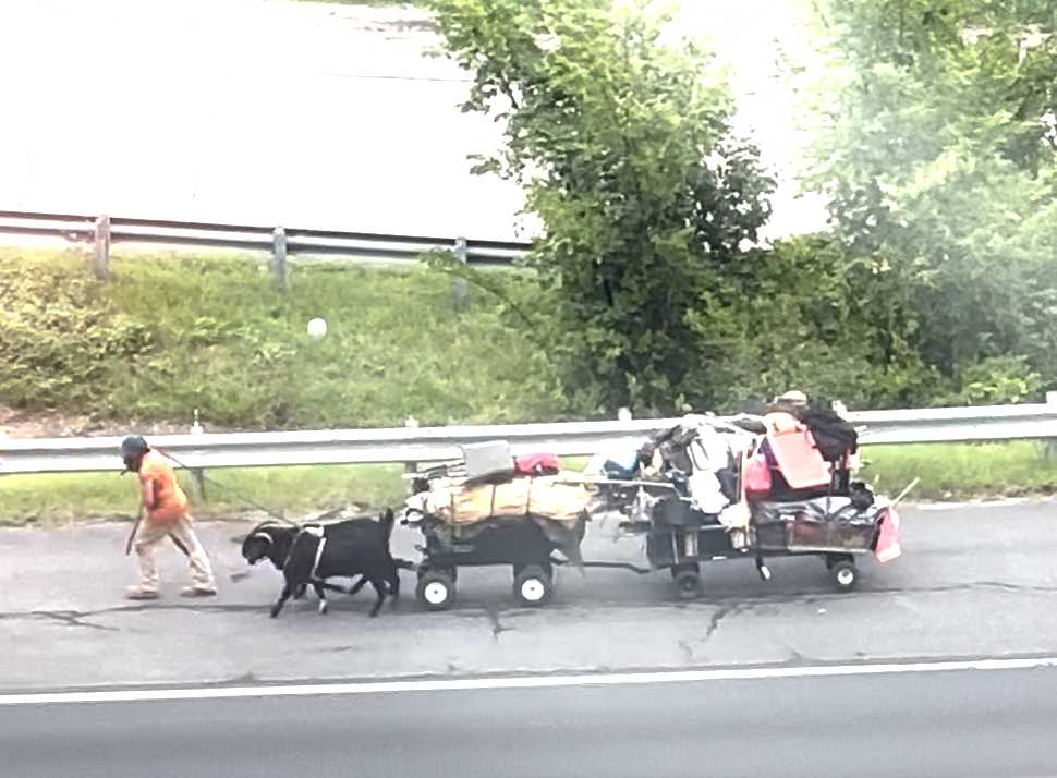 Man walking a black dog that is pulling a small wagon loaded with bags along a highway shoulder.