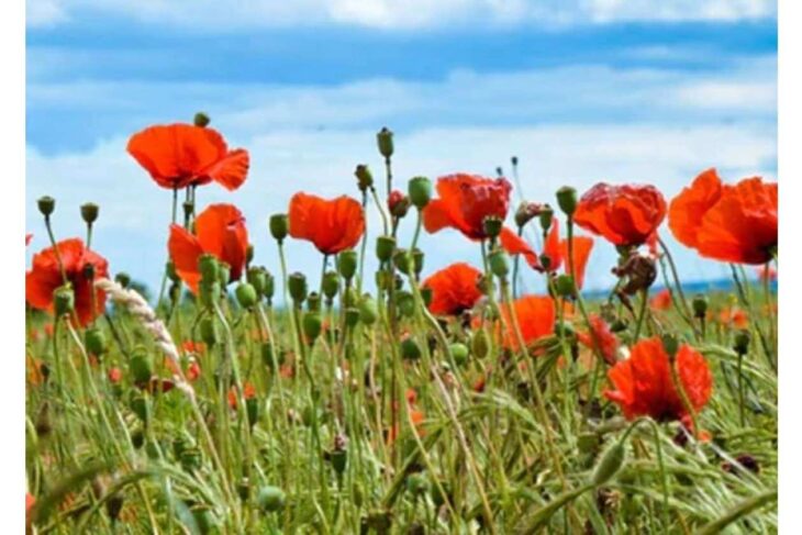 Field of bright red poppies swaying under a blue sky with wispy clouds.
