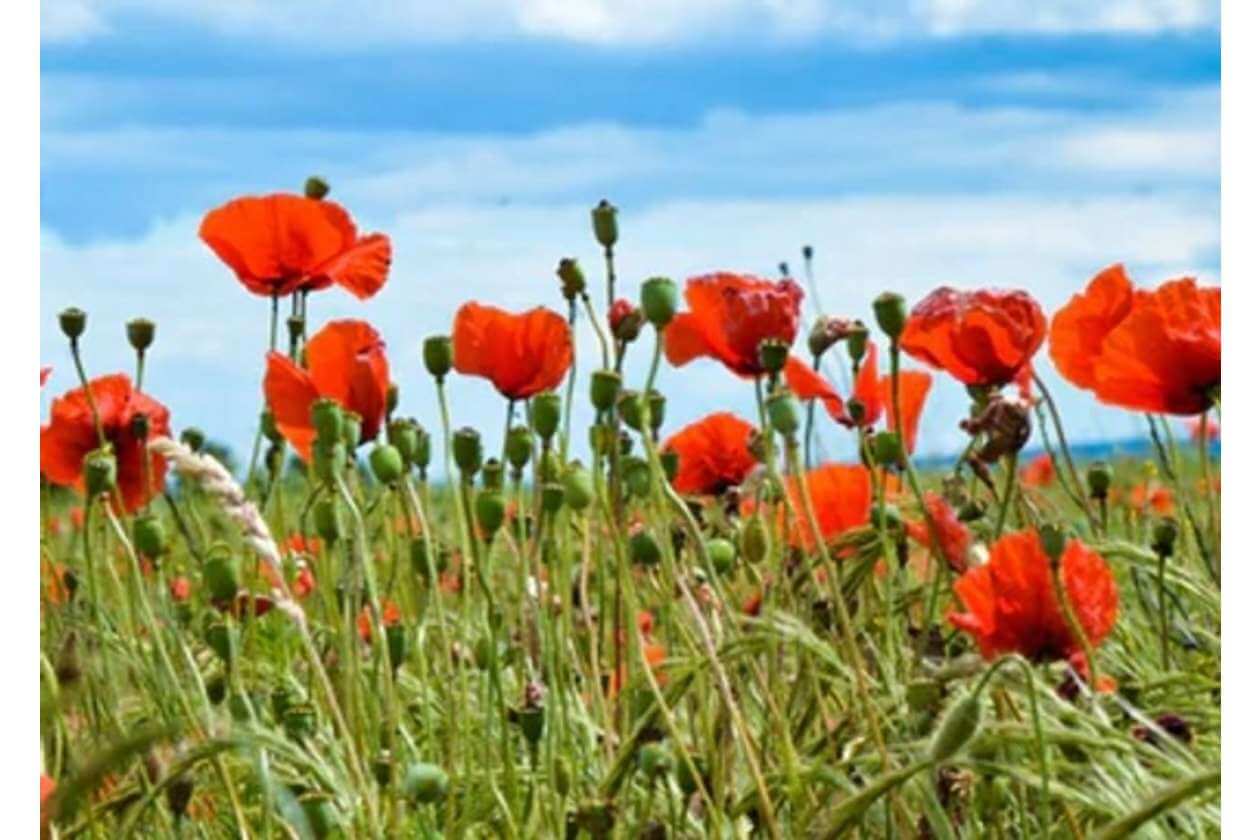 Field of bright red poppies swaying under a blue sky with wispy clouds.