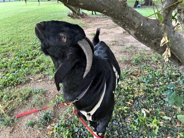 Black goat with large curved horns tied to a red leash under a tree in a park, gazing upward.