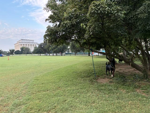 Wide park scene with a green lawn, a large tree on the right shading a dog, and a distant white neoclassical building.