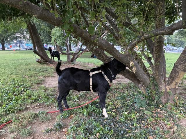 Black dog with a beige harness sniffing a tree in a grassy park; a red leash lies on the ground nearby.