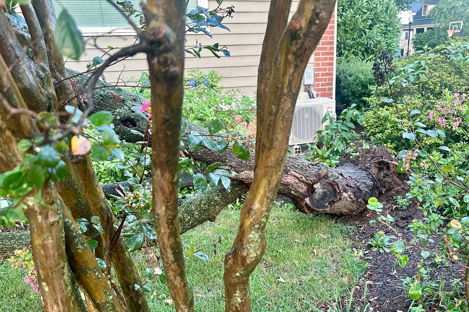 Fallen tree trunk and branches in a residential yard with an outdoor AC unit on the wall, brick siding, and flowering shrubs in the background.